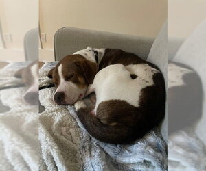 Pete - Male Beagle-Unknown Mix Dog for Adoption - Photo #3