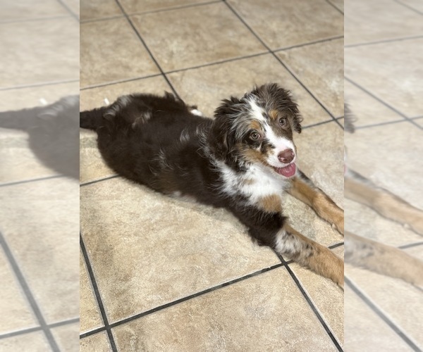 Medium Photo #3 Bernedoodle Puppy For Sale in CABOT, AR, USA