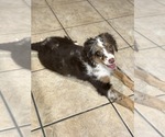 Small #2 Bernedoodle