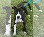 OAKLYNN - Female Mutt Dog for Adoption - Small photo