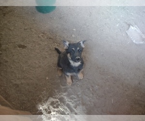 German Shepherd Dog Puppy for sale in MONUMENT, CO, USA
