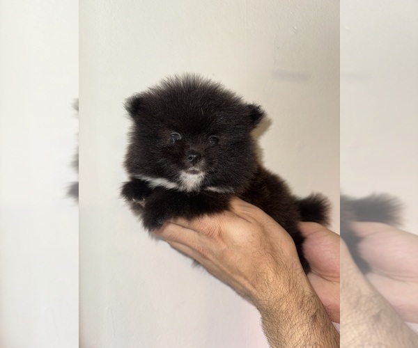 Medium Photo #1 Pomeranian Puppy For Sale in ORLANDO, FL, USA