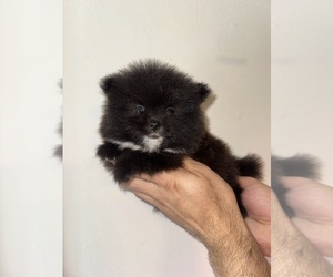 Pomeranian Puppy for sale in ORLANDO, FL, USA
