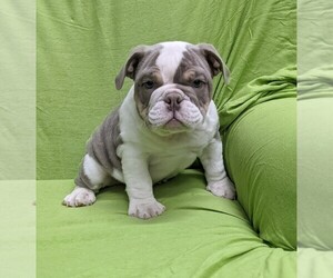 English Bulldog Puppy for sale in FRESNO, OH, USA
