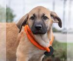 Small #1 Labrador Retriever Mix