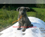 Small #5 German Shepherd Dog