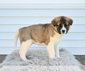 Akita Puppy for sale in MILLERSBURG, OH, USA