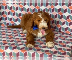 Goldendoodle Puppy for sale in LANCASTER, PA, USA