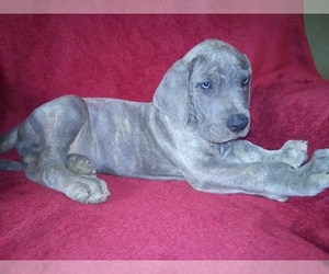 Great Dane Puppy for sale in MURRAY, KY, USA