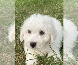 Bichon Frise Puppy for sale in CANOGA, NY, USA