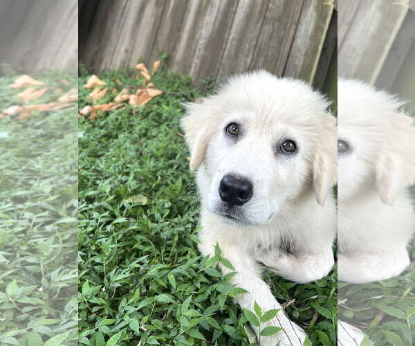 Medium Photo #14 Great Pyrenees Puppy For Sale in Spring, TX, USA