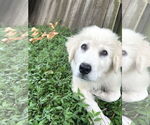 Small #13 Great Pyrenees