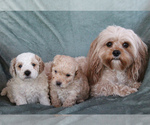 Small Cavapoo (Toy)