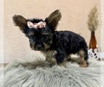 Small #4 YorkiePoo