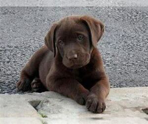 Labrador Retriever Puppy for sale in LA CROSSE, WI, USA