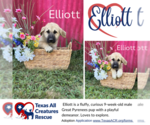 Small Photo #1 Anatolian Shepherd-Great Pyrenees Mix Puppy For Sale in Lillian, TX, USA