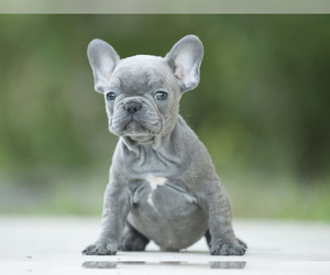 French Bulldog Puppies For Sale In Florida L2sanpiero