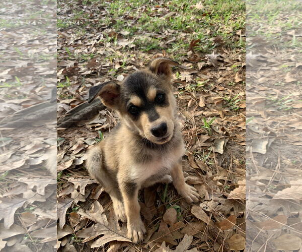 Medium Photo #2 Labrador Retriever-Unknown Mix Puppy For Sale in The Woodlands, TX, USA