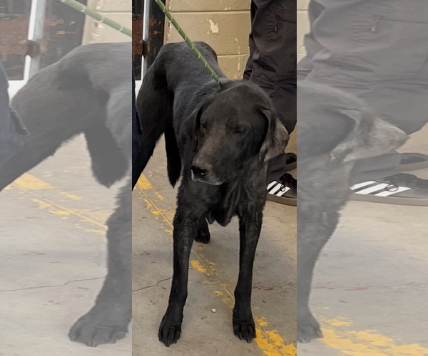 Medium Photo #11 Labrador Retriever-Unknown Mix Puppy For Sale in San Diego, CA, USA