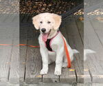 Small #1 Great Pyrenees