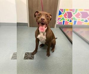 Labrador Retriever-Unknown Mix Dogs for adoption in Baytown, TX, USA