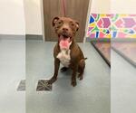 CHARLIE - Male Labrador Retriever-Unknown Mix Dog for Adoption - Small photo