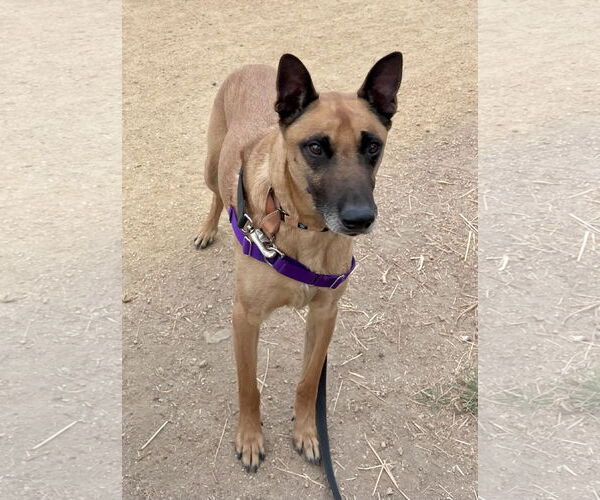 Medium Photo #3 Mutt Puppy For Sale in San Jose, CA, USA