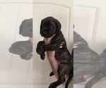 Puppy Brin Mastiff