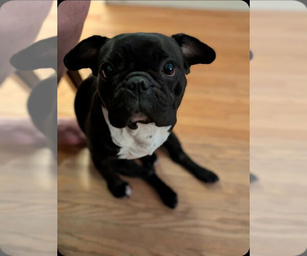 Medium Photo #5 Frenchie Pug Puppy For Sale in Brights Grove, Ontario, Canada