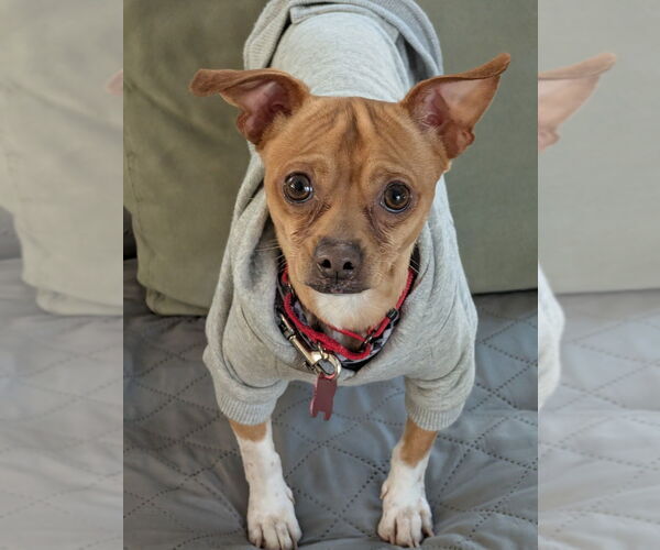 Medium Photo #2 Chihuahua Puppy For Sale in Mundelein, IL, USA