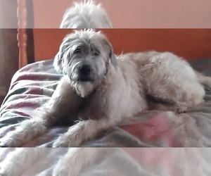 Irish Wolfhound-Scottish Deerhound Mix Puppy for sale in MARQUETTE, MI, USA