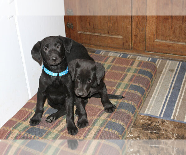 Medium Photo #2 Labrador Retriever Puppy For Sale in TEKAMAH, NE, USA