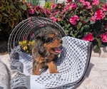 Small #5 Cavapoo