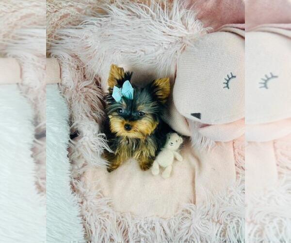 Medium Photo #20 Yorkshire Terrier Puppy For Sale in LANCASTER, PA, USA