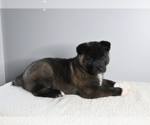 Medium Photo #2 Akita Puppy For Sale in MILLERSBURG, OH, USA