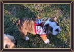 Small Photo #4 English Bulldogge Puppy For Sale in LELAND, NC, USA