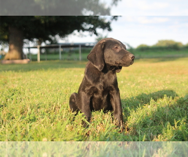 Medium Photo #1 Labrador Retriever Puppy For Sale in SARCOXIE, MO, USA