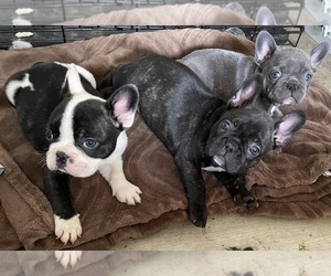 French Bulldog Puppy for sale in FRENCH CAMP, CA, USA