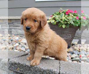 Golden Retriever Puppy for sale in CANTON, SD, USA