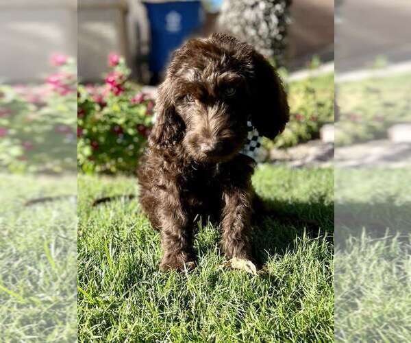Medium Photo #6 Double Doodle Puppy For Sale in LAS VEGAS, NV, USA