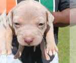 Puppy Puppy 4 F2 American Bully