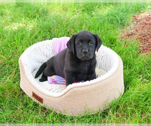 Labrador Retriever Puppy for sale in SYRACUSE, IN, USA