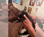 Small Photo #23 Bullmastiff-Cane Corso Mix Puppy For Sale in CHICAGO, IL, USA