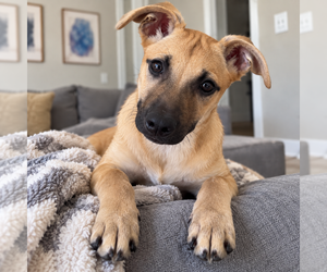Forrest - Male Mutt Dog for Adoption - Photo #5