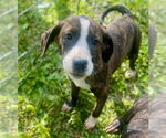 Small #1 Mutt