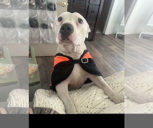 Mutt Dogs for adoption in Denton, TX, USA