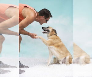 Sarge Tennis Pro - Male German Shepherd Dog-Unknown Mix Dog for Adoption - Photo #3