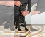 Small Photo #5 Cane Corso Puppy For Sale in VOLUNTOWN, CT, USA