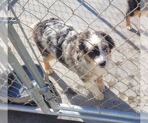 Medium Miniature Australian Shepherd