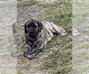 Fila Brasileiro Puppy for sale in ROSHARON, TX, USA
